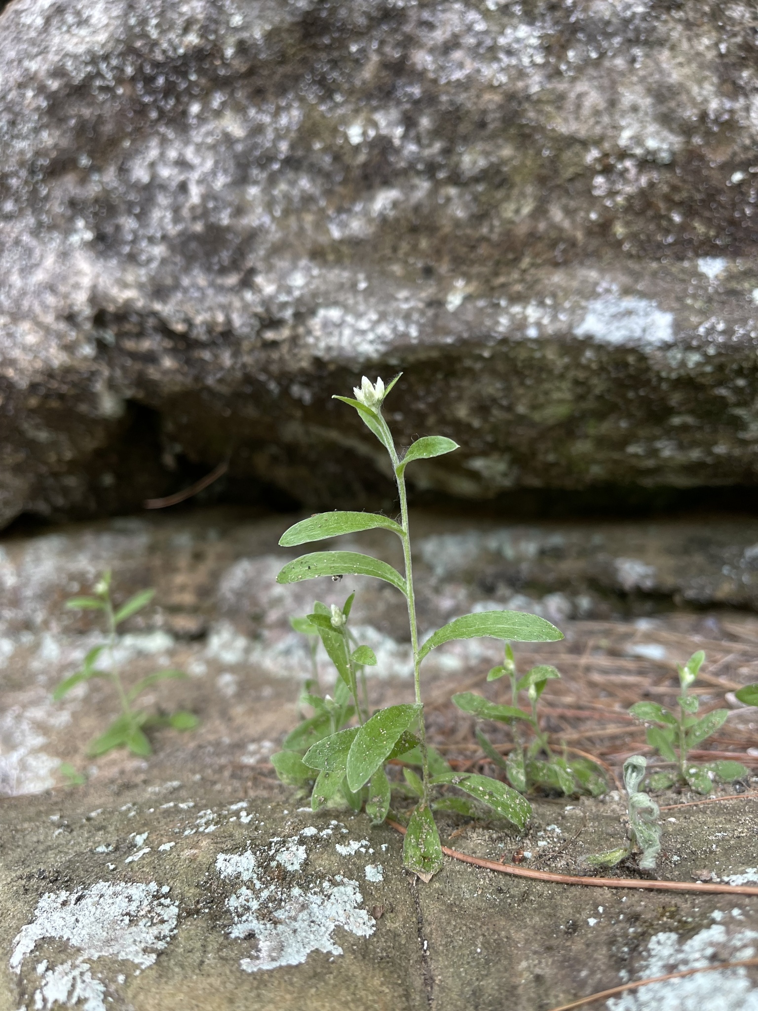 Pseudognaphalium saxicola