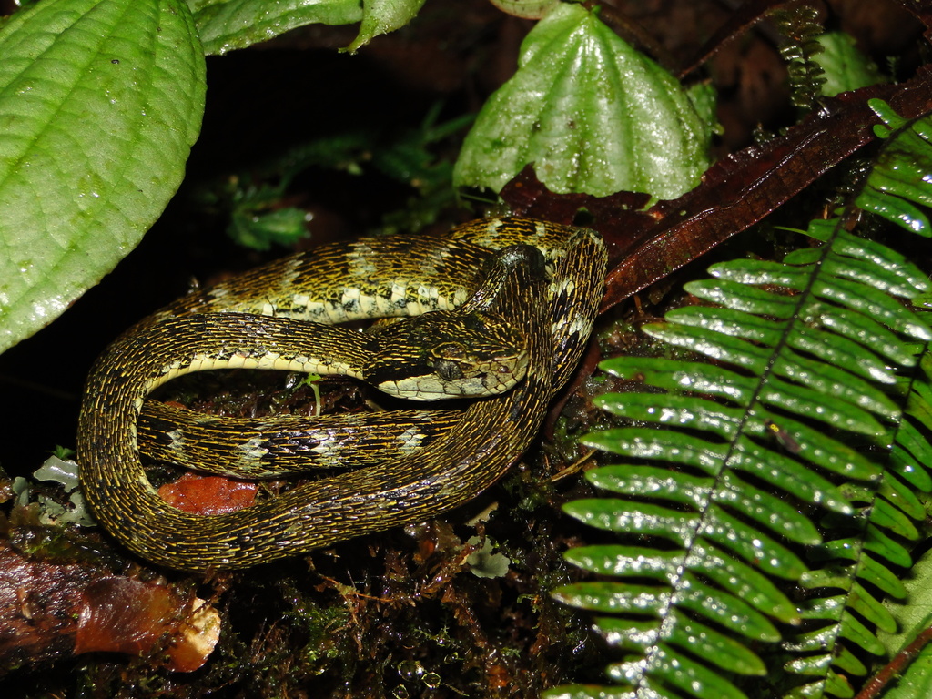 Andean Forest-Pitviper