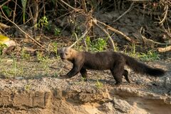 Tayra photo 3