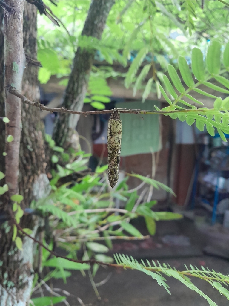 Bagworm Moths From 6qfw+w9r, East Beo, Beo, Kepulauan Talaud Regency 