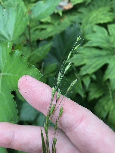 Image of Festuca parvigluma by no rights reserved