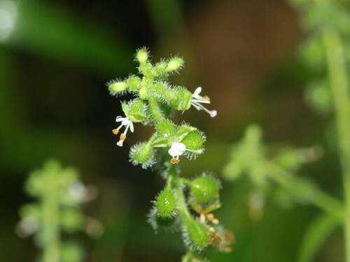 Circaea cordata iNat (3)