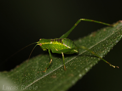 Stilpnochlora nanna