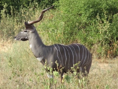 Tragelaphus imberbis