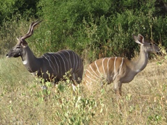 Tragelaphus imberbis
