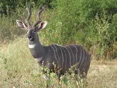 Tragelaphus imberbis