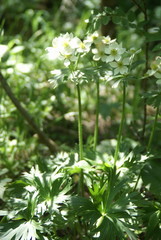 Anemonastrum biarmiense
