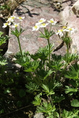 Anemonastrum biarmiense