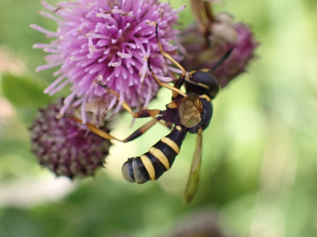 Conops flavipes