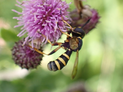 Conops flavipes