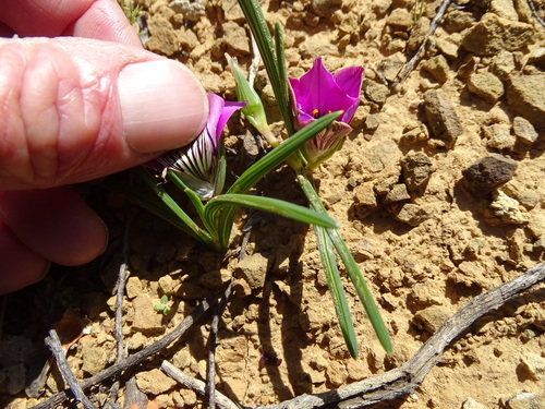 Image of Romulea atrandra by (c) Shaun Swanepoel, some rights reserved (CC BY)