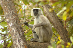 Tarai Gray Langur photo 3