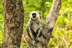 Tarai Gray Langur photo 2
