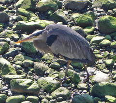 Ardea herodias fannini