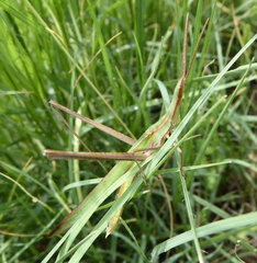 Acrida acuminata