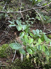 Vaccinium myrtilloides image