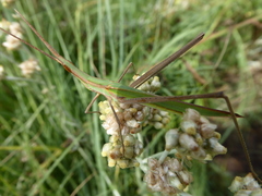 Acrida acuminata