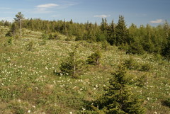 Anemonastrum biarmiense