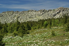Anemonastrum biarmiense
