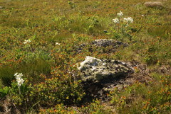 Anemonastrum biarmiense