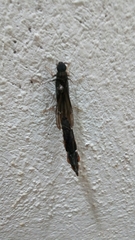 Atractocerus brasiliensis