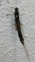 Atractocerus brasiliensis