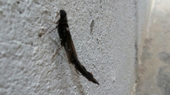 Atractocerus brasiliensis