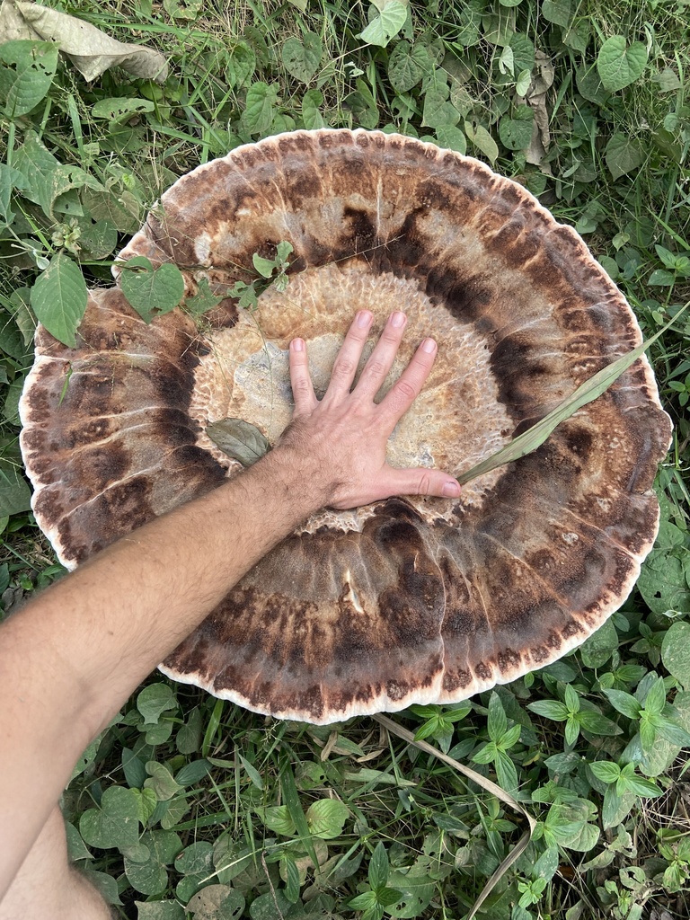 Kusaghiporia usambarensis