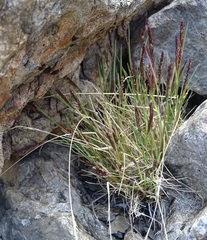 Agrostis muelleriana