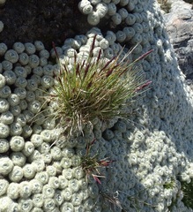 Agrostis muelleriana