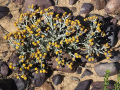 Helichrysum aureofolium