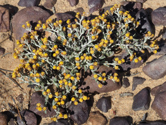 Helichrysum aureofolium