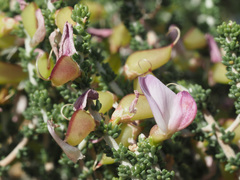 Aspalathus costulata