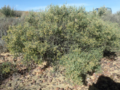Aspalathus costulata