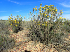 Euryops rehmannii