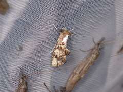 Arrade leucocosmalis