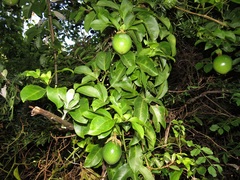 Passiflora edulis flavicarpa