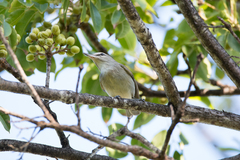 Vireo magister
