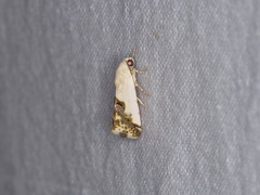 Acontia