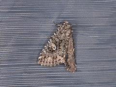 Condica aroana