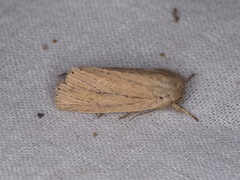 Bathytricha truncata