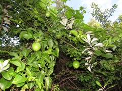 Passiflora edulis flavicarpa