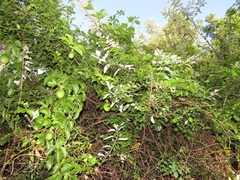 Passiflora edulis flavicarpa