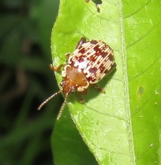 Calotheca