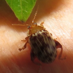 Calotheca