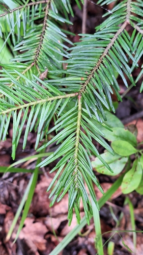 Image of Abies nephrolepis by (c) Violetta Dzizyurova, some rights reserved (CC BY)