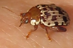 Calotheca