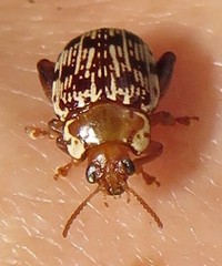 Calotheca