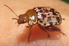 Calotheca
