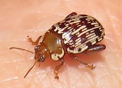 Calotheca